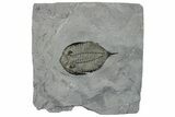 Dalmanites Trilobite Fossil - New York #295598-1